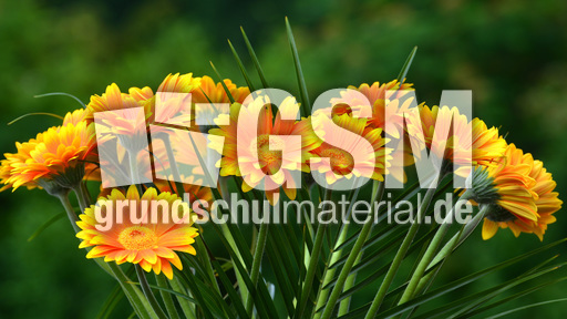 Gerbera_5.jpg